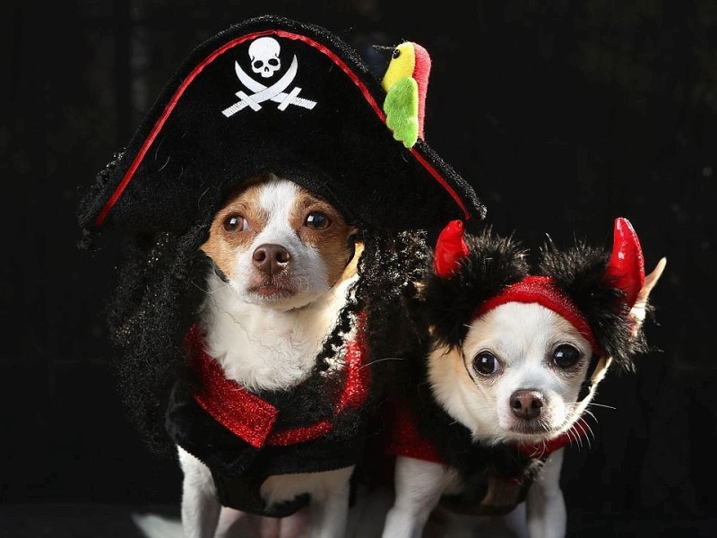 Zum 22. Mal feierten Hundebesitzer vergangenes Wochenende mit ihren Vierbeinern die Tompkins Square Halloween Dog Parade in New York.