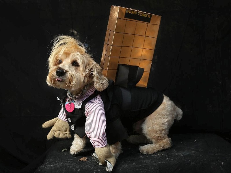 Zum 22. Mal feierten Hundebesitzer vergangenes Wochenende mit ihren Vierbeinern die Tompkins Square Halloween Dog Parade in New York.