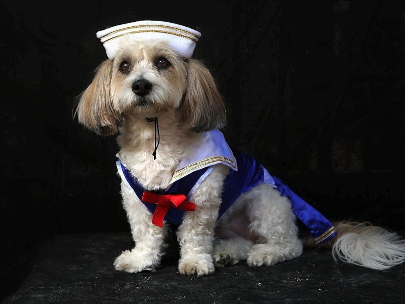 Zum 22. Mal feierten Hundebesitzer vergangenes Wochenende mit ihren Vierbeinern die Tompkins Square Halloween Dog Parade in New York.