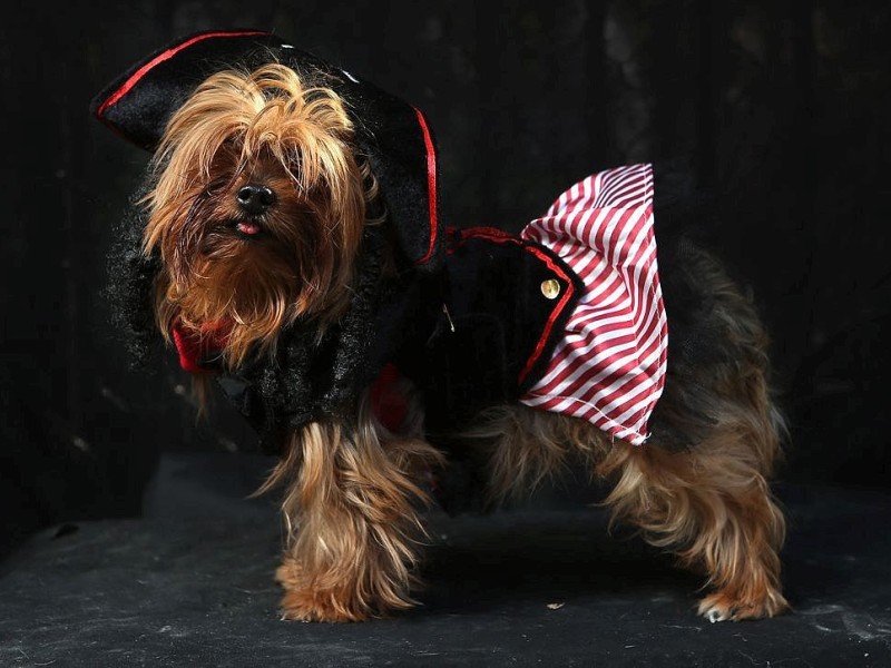 Zum 22. Mal feierten Hundebesitzer vergangenes Wochenende mit ihren Vierbeinern die Tompkins Square Halloween Dog Parade in New York.