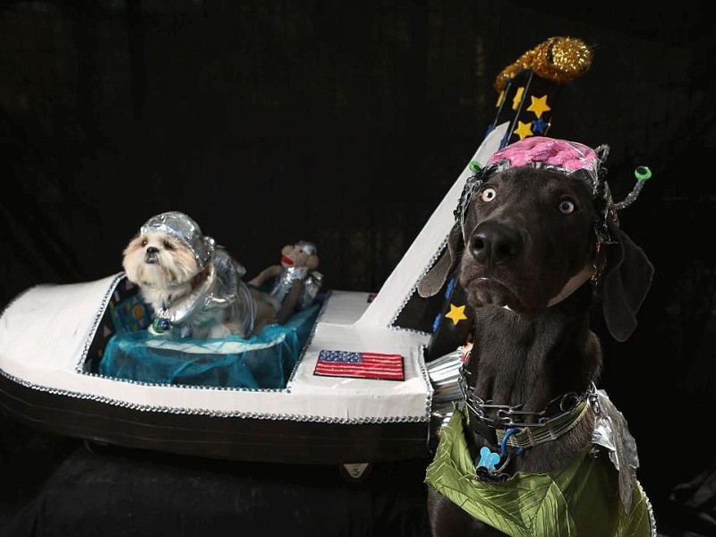 Zum 22. Mal feierten Hundebesitzer vergangenes Wochenende mit ihren Vierbeinern die Tompkins Square Halloween Dog Parade in New York.