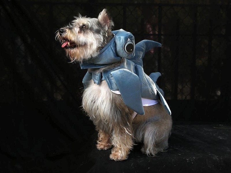 Zum 22. Mal feierten Hundebesitzer vergangenes Wochenende mit ihren Vierbeinern die Tompkins Square Halloween Dog Parade in New York.