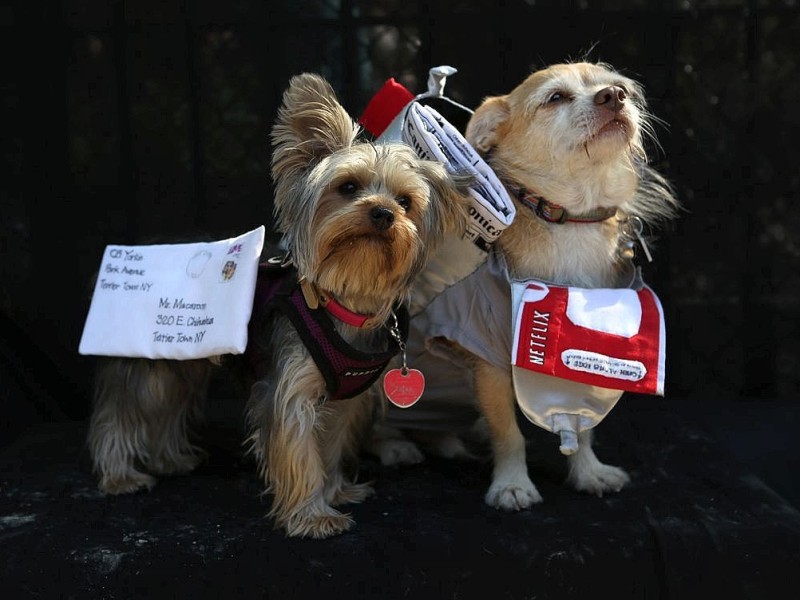 Zum 22. Mal feierten Hundebesitzer vergangenes Wochenende mit ihren Vierbeinern die Tompkins Square Halloween Dog Parade in New York.