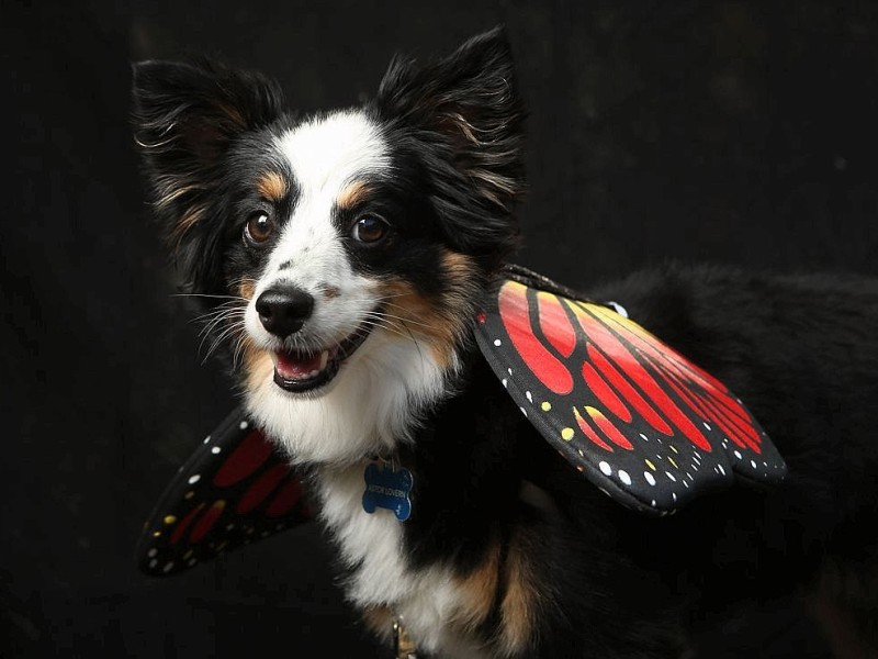 Zum 22. Mal feierten Hundebesitzer vergangenes Wochenende mit ihren Vierbeinern die Tompkins Square Halloween Dog Parade in New York.