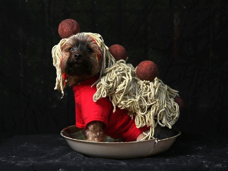 Zum 22. Mal feierten Hundebesitzer vergangenes Wochenende mit ihren Vierbeinern die Tompkins Square Halloween Dog Parade in New York.