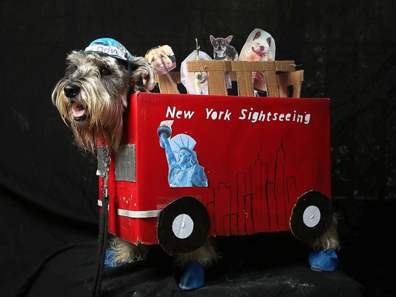 Zum 22. Mal feierten Hundebesitzer vergangenes Wochenende mit ihren Vierbeinern die Tompkins Square Halloween Dog Parade in New York.