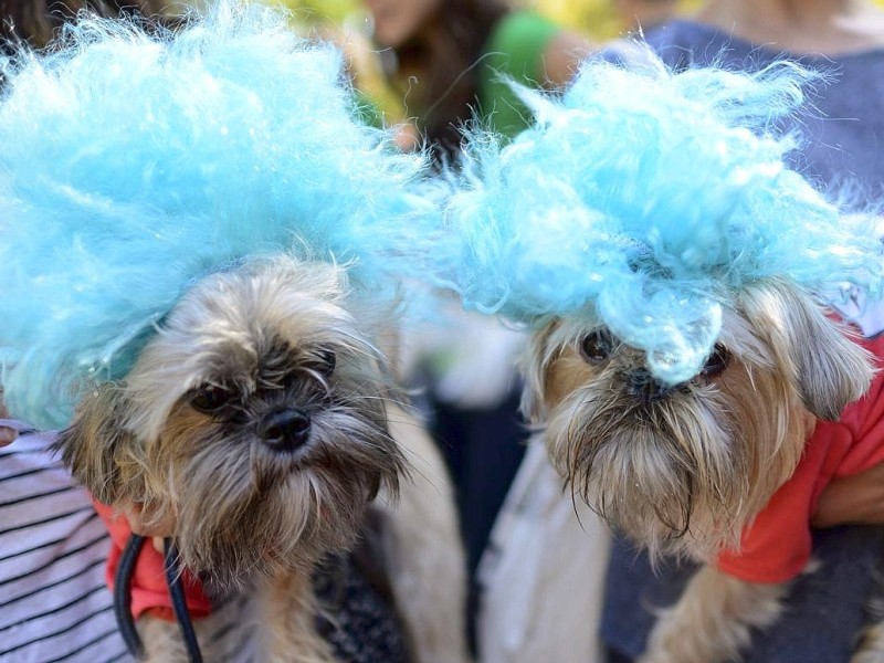 Zum 22. Mal feierten Hundebesitzer vergangenes Wochenende mit ihren Vierbeinern die Tompkins Square Halloween Dog Parade in New York.