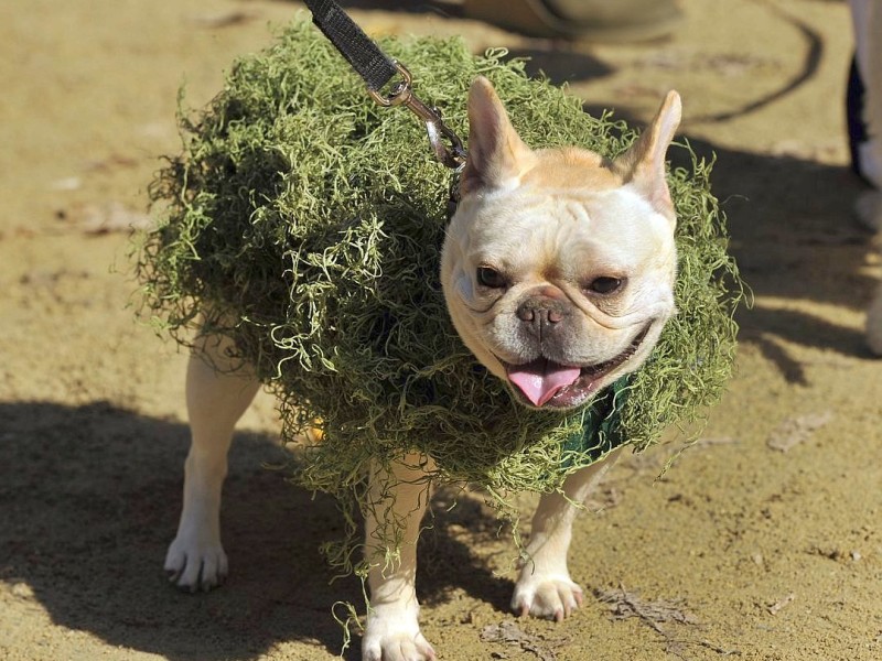 Zum 22. Mal feierten Hundebesitzer vergangenes Wochenende mit ihren Vierbeinern die Tompkins Square Halloween Dog Parade in New York.