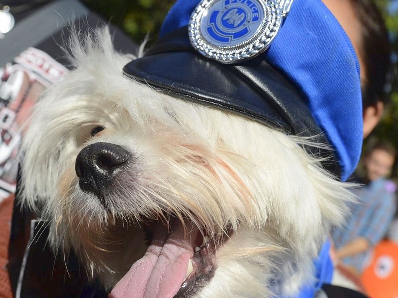 Zum 22. Mal feierten Hundebesitzer vergangenes Wochenende mit ihren Vierbeinern die Tompkins Square Halloween Dog Parade in New York.