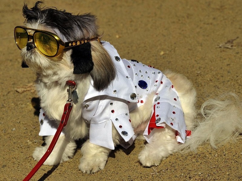 Zum 22. Mal feierten Hundebesitzer vergangenes Wochenende mit ihren Vierbeinern die Tompkins Square Halloween Dog Parade in New York.