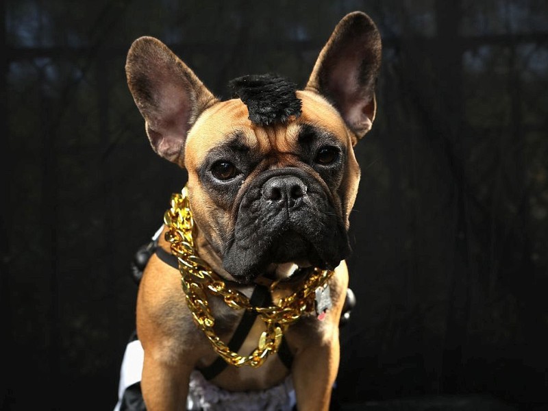 Der Boxer Gus kam als Mr.T zur Halloween Parade.