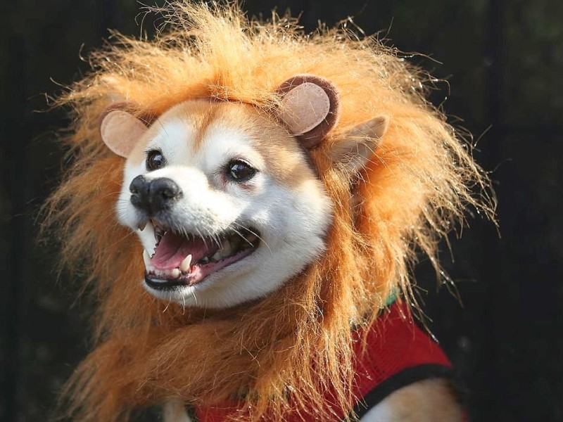 Zum 22. Mal feierten Hundebesitzer vergangenes Wochenende mit ihren Vierbeinern die Tompkins Square Halloween Dog Parade in New York.