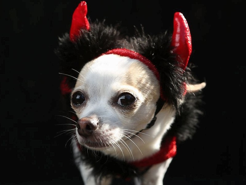 Zum 22. Mal feierten Hundebesitzer vergangenes Wochenende mit ihren Vierbeinern die Tompkins Square Halloween Dog Parade in New York.