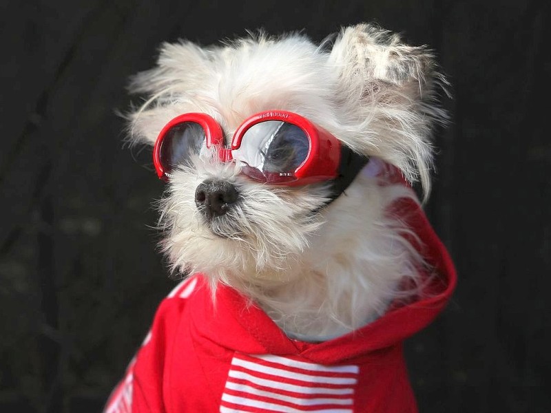 Zum 22. Mal feierten Hundebesitzer vergangenes Wochenende mit ihren Vierbeinern die Tompkins Square Halloween Dog Parade in New York.