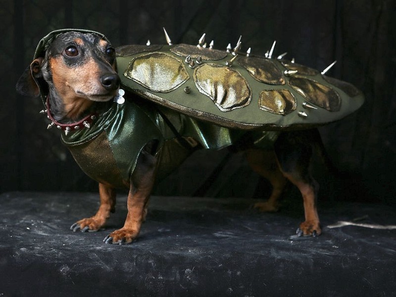 Verkleidet als Schildkröte kam dieser junge Dachshund Pepper.