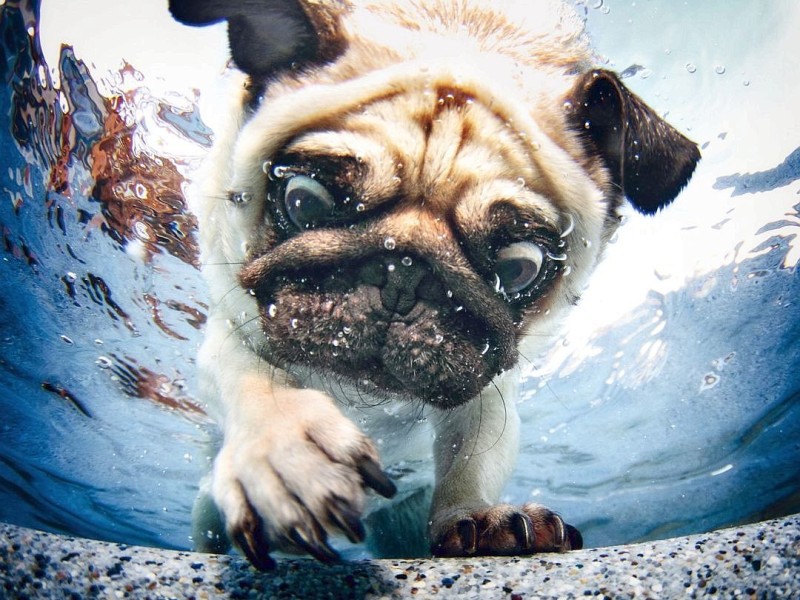 Der Mops Duncan scheint noch etwas skeptisch gegenüber dem Wasser zu sein.