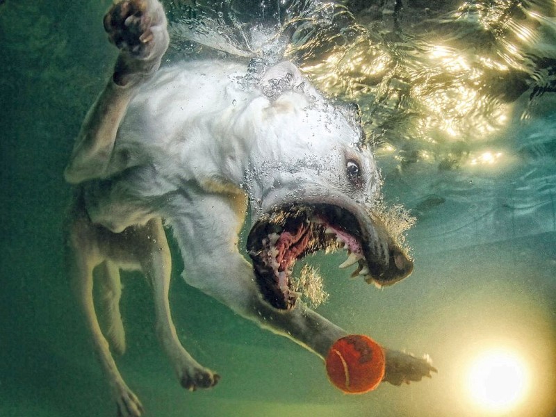 Labrador Retriever Alex fischt den Tennisball.