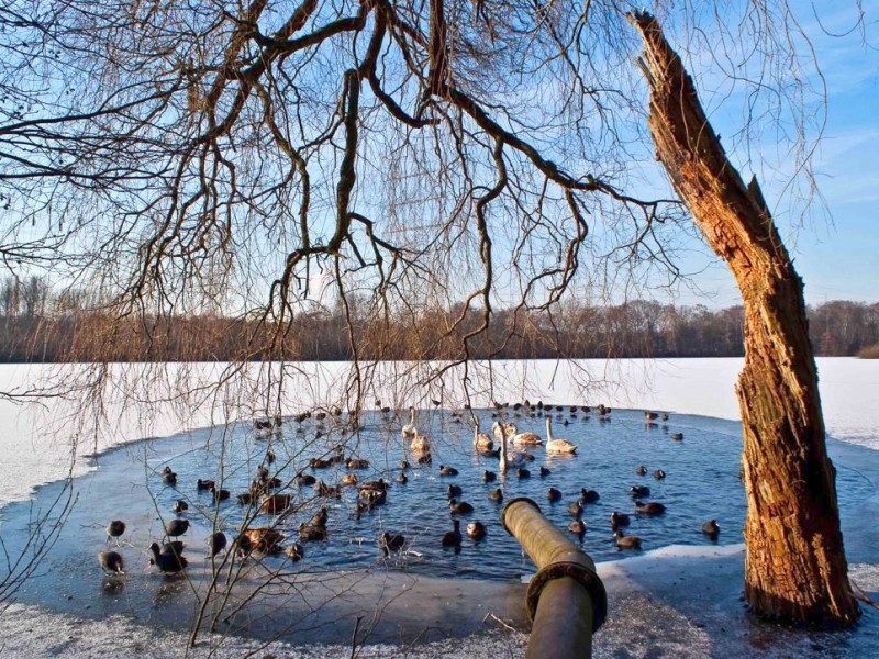 Entstanden am zugefrohrenen Ewaldsee in Herten.