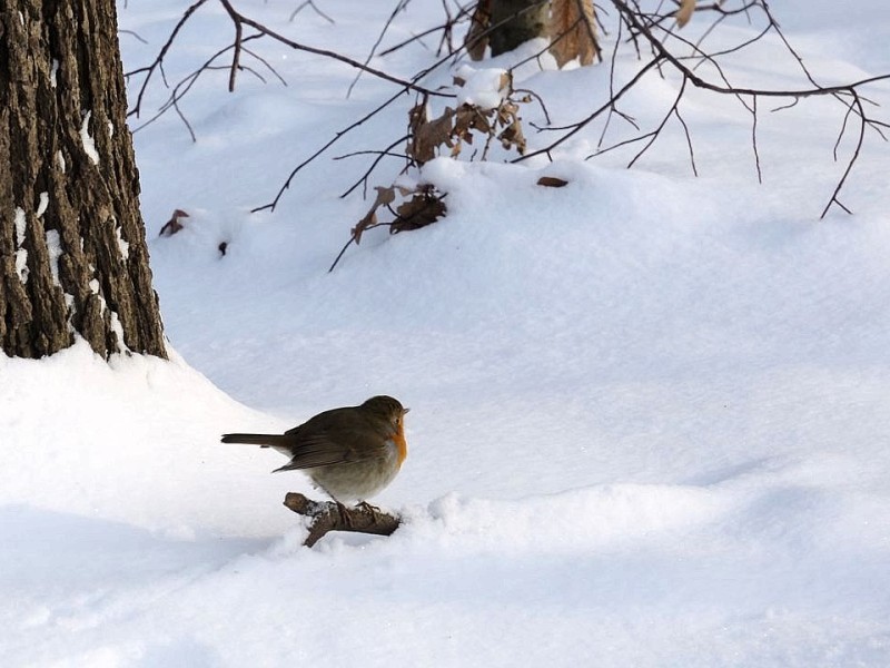 Rotkehlchen im Wittringer Wald (2009).