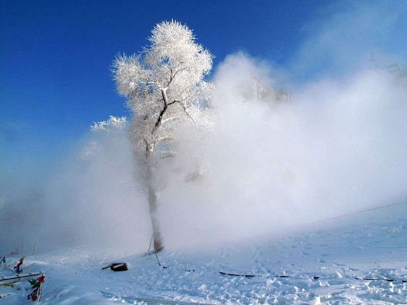 ...der Winter die Bäume mit...