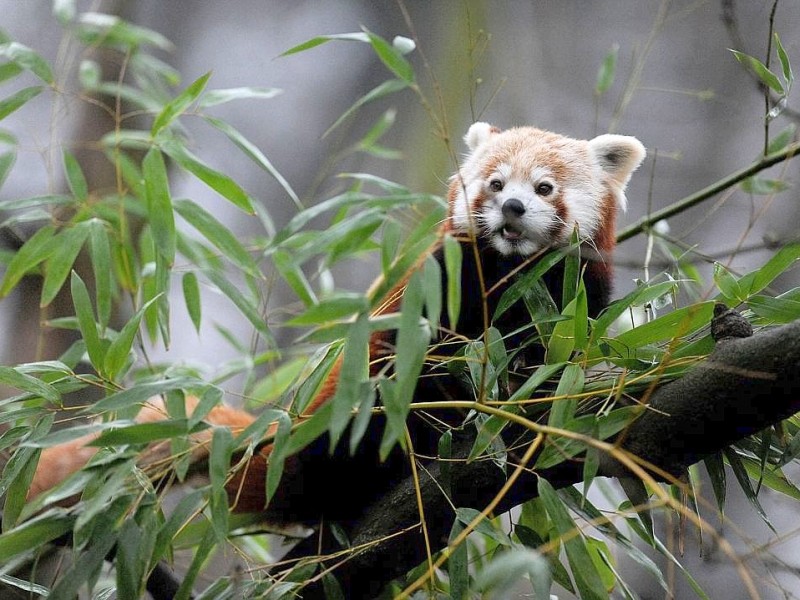 Vorstellung des jungen Panda-Paares im Zoo Dortmund.