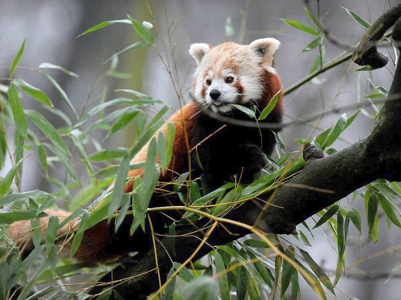 Vorstellung des jungen Panda-Paares im Zoo Dortmund.