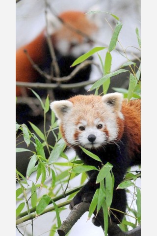 Vorstellung des jungen Panda-Paares im Zoo Dortmund.