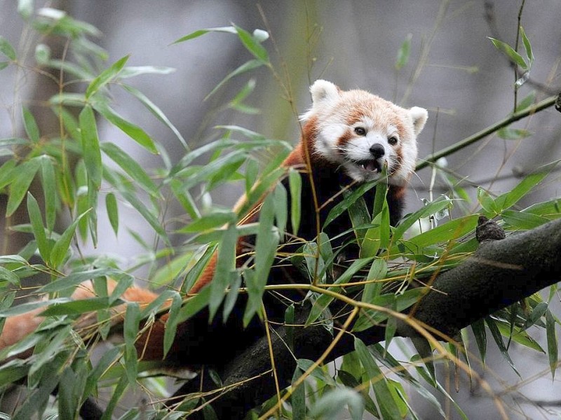 Vorstellung des jungen Panda-Paares im Zoo Dortmund.