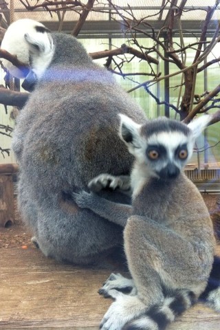 Multitasker Katta: nach hinten lausen, nach vorne aufpassen. Die Äffchen stammen eigentlich aus Madagaskar.