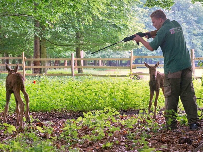 Betäubt und verarztet – nachdem sich der kleine Elch „Herbert“ ein Bein gebrochen hat, haben Tierärzte das verletzte Bein geschient und gegipst.