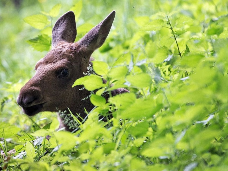 Betäubt und verarztet – nachdem sich der kleine Elch „Herbert“ ein Bein gebrochen hat, haben Tierärzte das verletzte Bein geschient und gegipst.