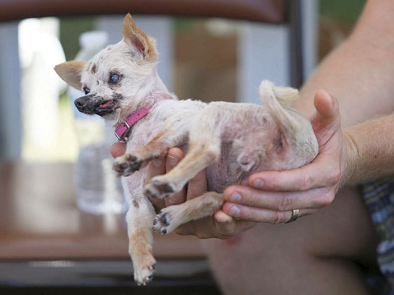 Die weiteren Teilnehmer am Wettbewerb Ugliest Dog waren fast ebenso wunderbar hässlich wie Walle.