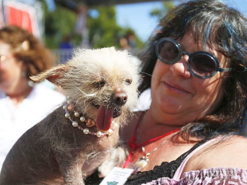 Die weiteren Teilnehmer am Wettbewerb Ugliest Dog waren fast ebenso wunderbar hässlich wie Walle.