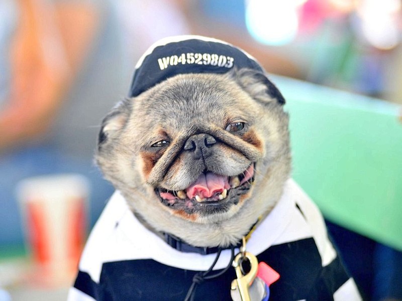 Die weiteren Teilnehmer am Wettbewerb Ugliest Dog waren fast ebenso wunderbar hässlich wie Walle.