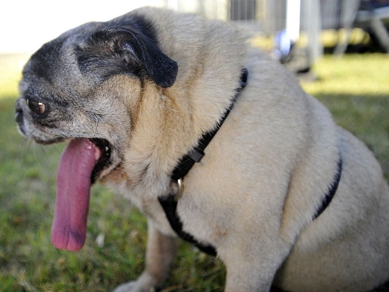 Die weiteren Teilnehmer am Wettbewerb Ugliest Dog waren fast ebenso wunderbar hässlich wie Walle.