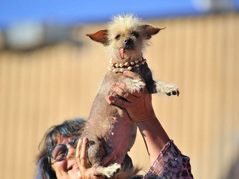 Die weiteren Teilnehmer am Wettbewerb Ugliest Dog waren fast ebenso wunderbar hässlich wie Walle.