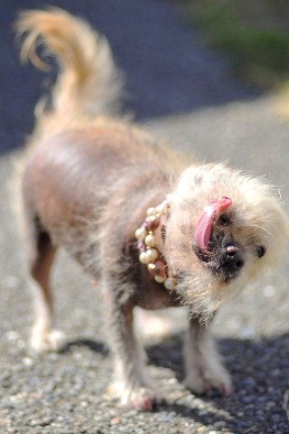 Die weiteren Teilnehmer am Wettbewerb Ugliest Dog waren fast ebenso wunderbar hässlich wie Walle.