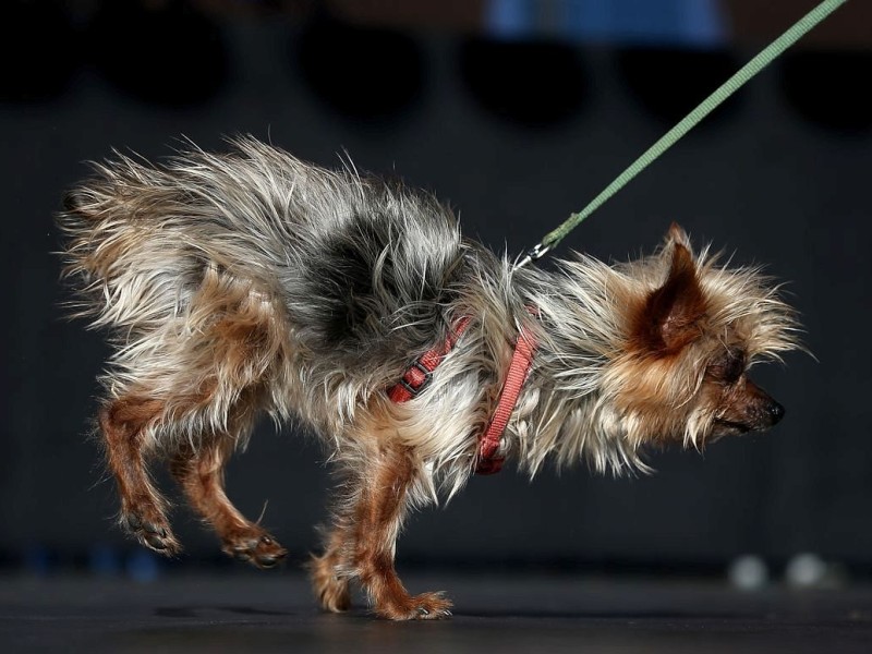 Die weiteren Teilnehmer am Wettbewerb Ugliest Dog waren fast ebenso wunderbar hässlich wie Walle.