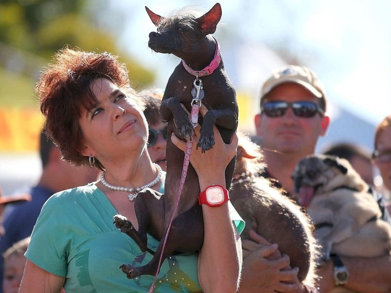 Die weiteren Teilnehmer am Wettbewerb Ugliest Dog waren fast ebenso wunderbar hässlich wie Walle.