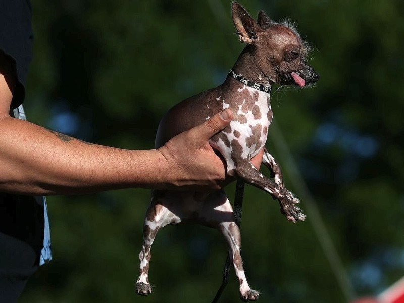 Die weiteren Teilnehmer am Wettbewerb Ugliest Dog waren fast ebenso wunderbar hässlich wie Walle.