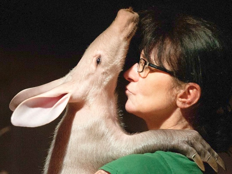 Ein wenig bizarr - wie eine Kreuzung aus Hase, Elefant und Schwein - sieht das Erdferkel aus - hier in einem Zoo.