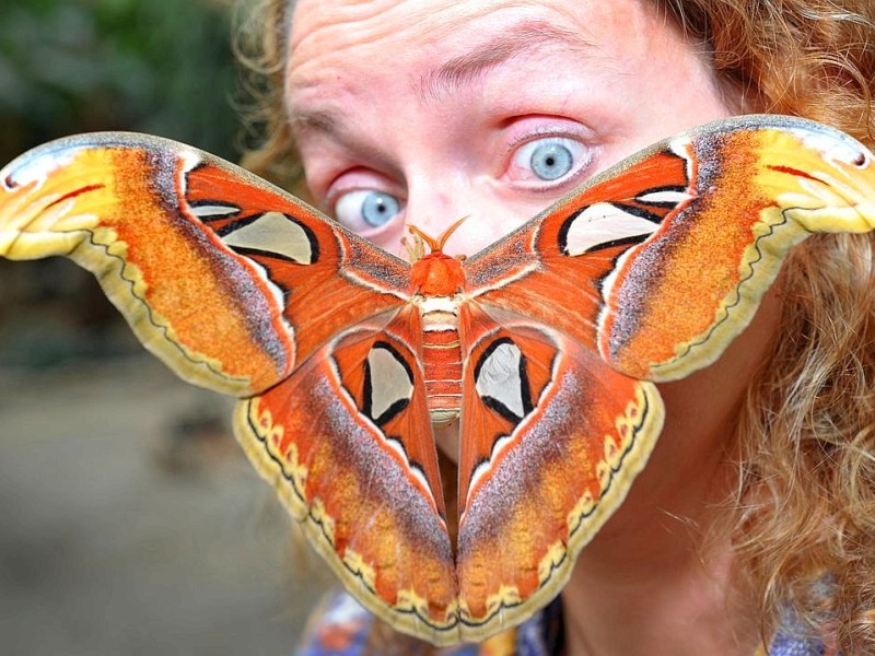 Ein Hingucker ist definitiv auch dieser Atlas-Seidenspinner. Der Nachtfalter gehört mit einer Flügelspannweite von 25 bis 30 Zentimetern zu den größten Schmetterlingen der Welt und wurde nach dem Titan Atlas aus der griechischen Mythologie benannt.