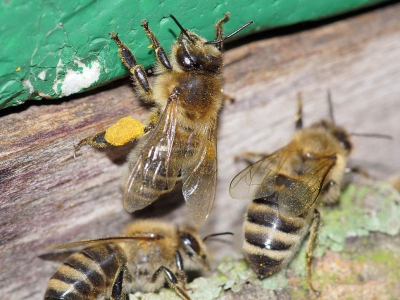 In die Quere kommen sich Bienen und Flugzeuge nicht.