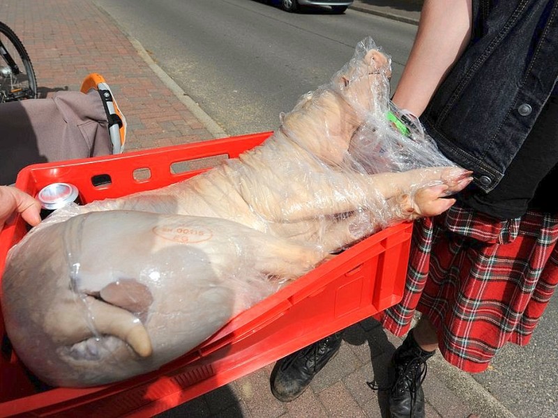 Wer viel feiert kann auch viel essen: Ein komplettes Schwein wird über das Gelände getragen.