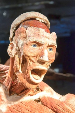 Die Themenausstellung Körperwelten und der Zyklus des Lebens mit Plastinaten des menschlichen Körpers ist erstmals im Ruhrgebiet zu sehen, in Bochum an der Hermannshöhe, am Donnerstag, den 29. August  2013 in Bochum.  Foto: Ingo Otto / WAZ FotoPool