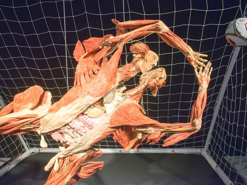 Die Themenausstellung Körperwelten und der Zyklus des Lebens mit Plastinaten des menschlichen Körpers ist erstmals im Ruhrgebiet zu sehen, in Bochum an der Hermannshöhe, am Donnerstag, den 29. August  2013 in Bochum.  Foto: Ingo Otto / WAZ FotoPool