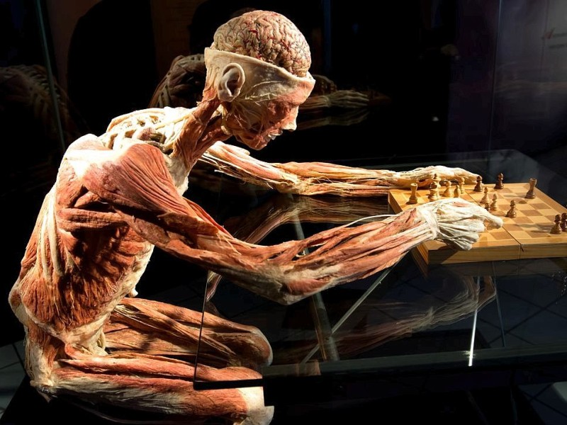 Die Themenausstellung Körperwelten und der Zyklus des Lebens mit Plastinaten des menschlichen Körpers ist erstmals im Ruhrgebiet zu sehen, in Bochum an der Hermannshöhe, am Donnerstag, den 29. August  2013 in Bochum.  Foto: Ingo Otto / WAZ FotoPool