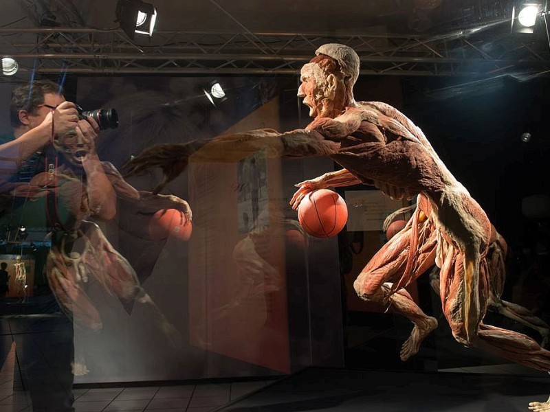 Die Themenausstellung Körperwelten und der Zyklus des Lebens mit Plastinaten des menschlichen Körpers ist erstmals im Ruhrgebiet zu sehen, in Bochum an der Hermannshöhe, am Donnerstag, den 29. August  2013 in Bochum.  Foto: Ingo Otto / WAZ FotoPool