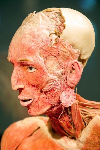 Die Themenausstellung Körperwelten und der Zyklus des Lebens mit Plastinaten des menschlichen Körpers ist erstmals im Ruhrgebiet zu sehen, in Bochum an der Hermannshöhe, am Donnerstag, den 29. August  2013 in Bochum.  Foto: Ingo Otto / WAZ FotoPool