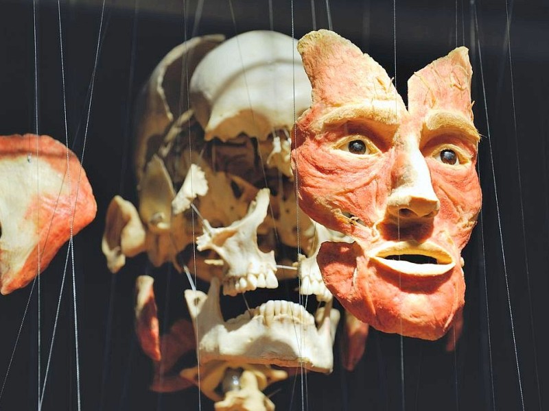 Die Themenausstellung Körperwelten und der Zyklus des Lebens mit Plastinaten des menschlichen Körpers ist erstmals im Ruhrgebiet zu sehen, in Bochum an der Hermannshöhe, am Donnerstag, den 29. August  2013 in Bochum.  Foto: Ingo Otto / WAZ FotoPool